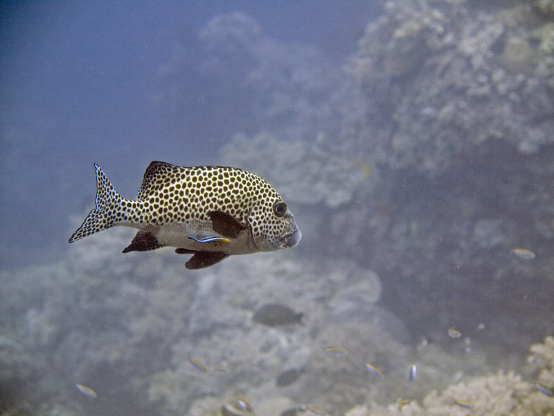 Harlequin Sweetlips, The Point